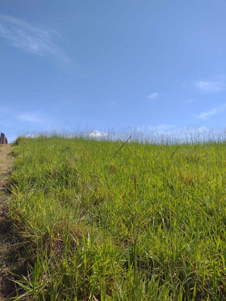 Haras e Área Rural Padrão à venda, 40000m² - Foto 14