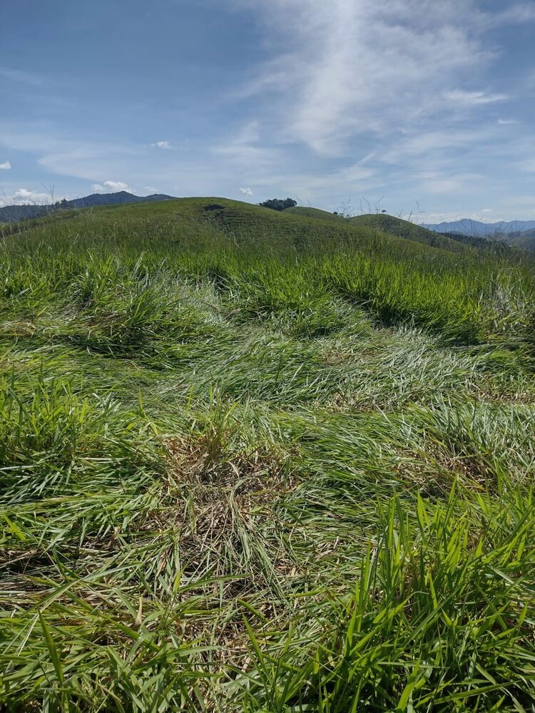 Haras e Área Rural Padrão à venda, 40000m² - Foto 6