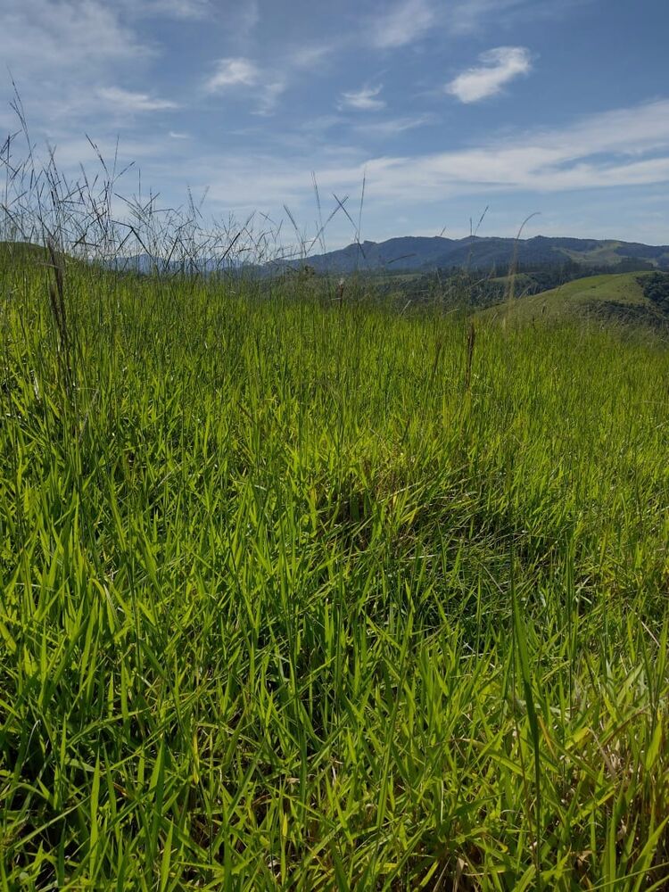 Haras e Área Rural Padrão à venda, 40000m² - Foto 16