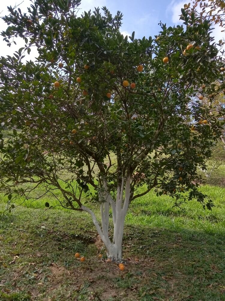Chácara à venda com 2 quartos, 12000m² - Foto 8