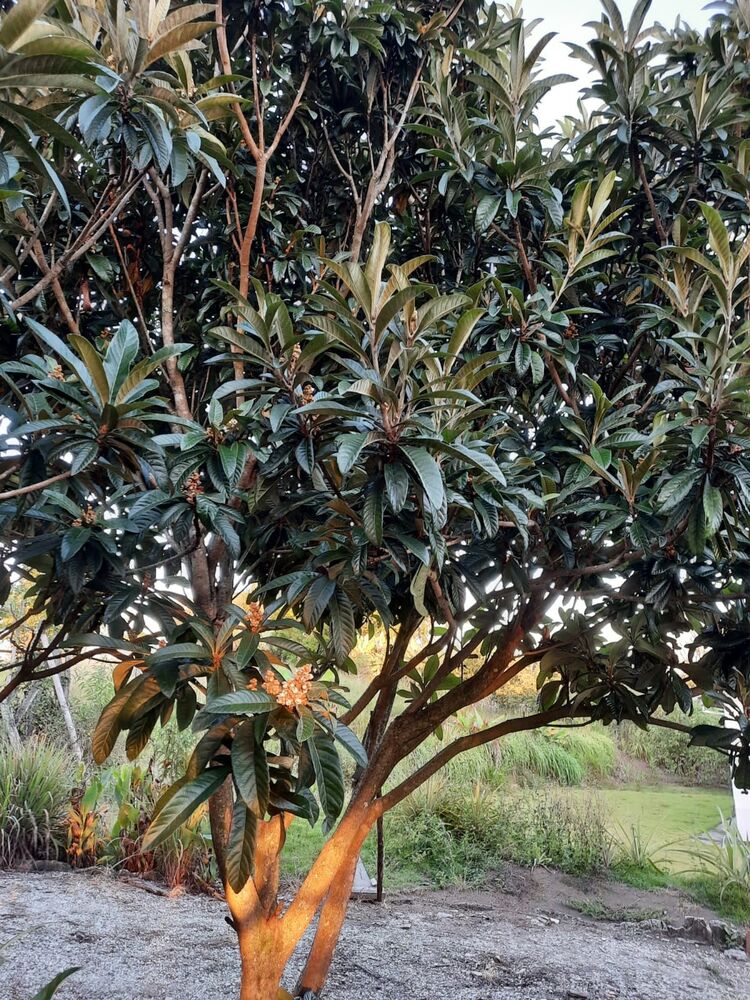 Chácara, 2 quartos, 2 hectares - Foto 12