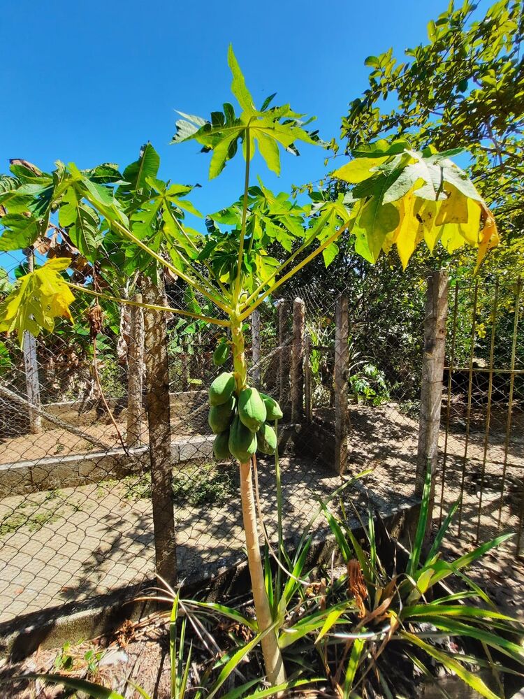 Chácara, 2 quartos, 2 hectares - Foto 7