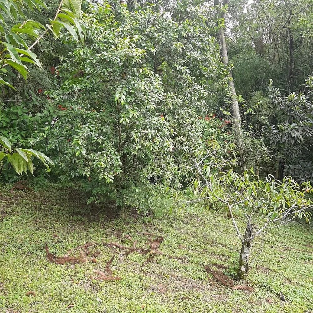 Fazenda à venda com 3 quartos, 5000m² - Foto 7