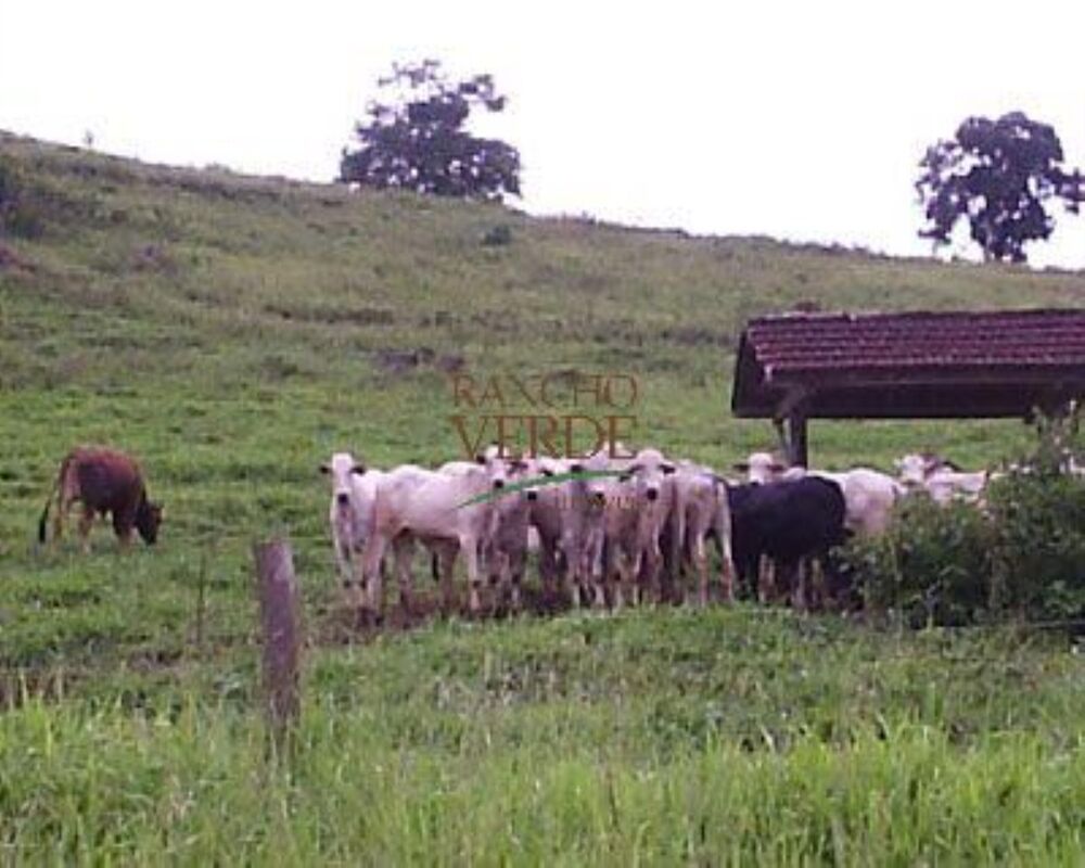 Fazenda, 344 hectares - Foto 11