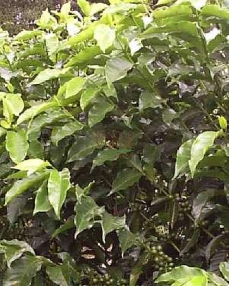 Fazenda, 344 hectares - Foto 20