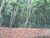 Fazenda-Sítio-Chácara, 3 hectares - Foto 4