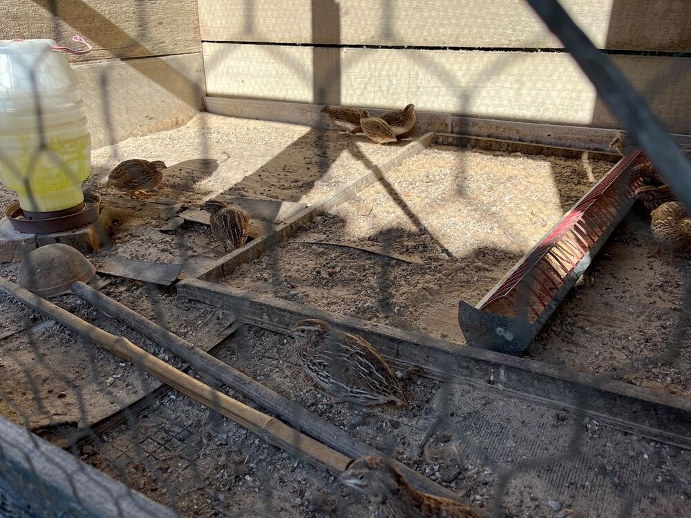 Sítio à venda com 3 quartos, 20m² - Foto 29