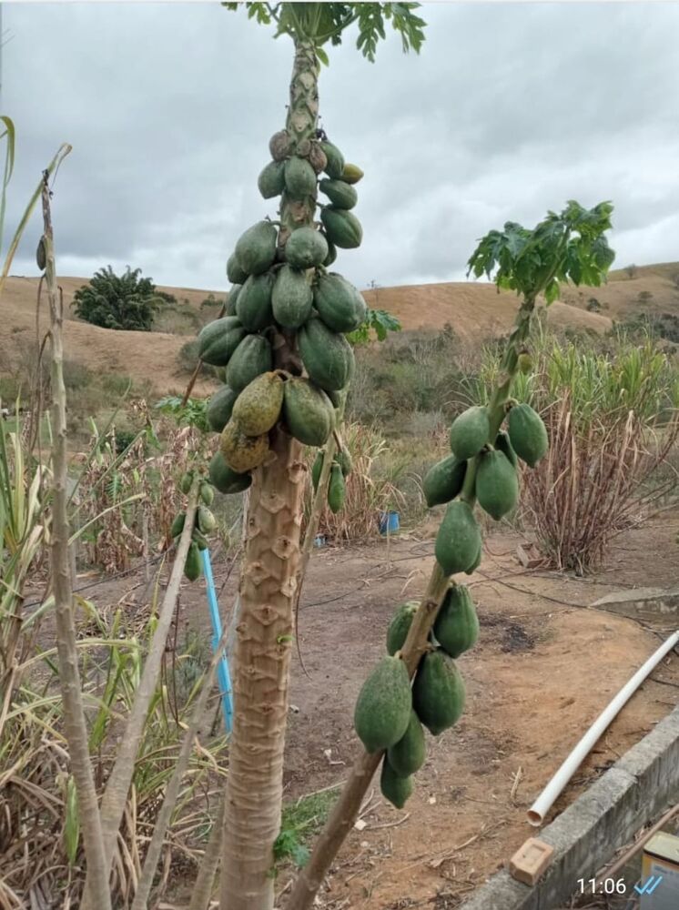 Chácara, 5 quartos, 5250 m² - Foto 3