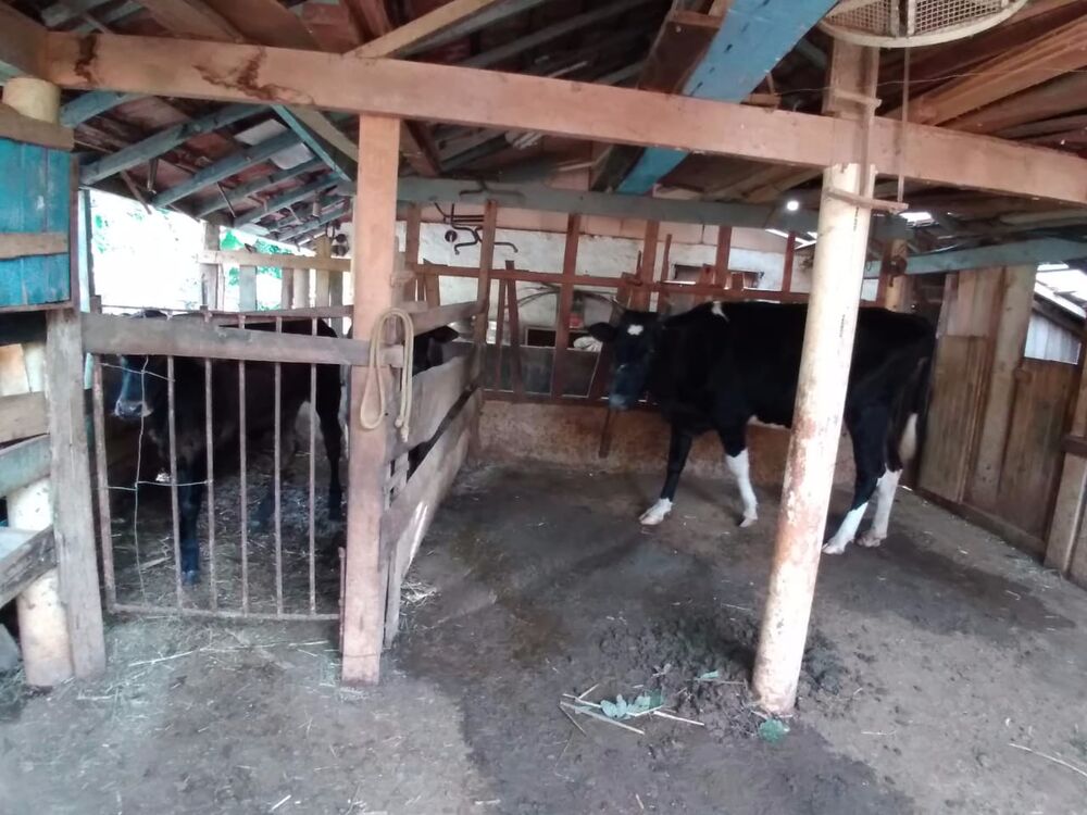 Sítio, 3 quartos, 4 hectares - Foto 8