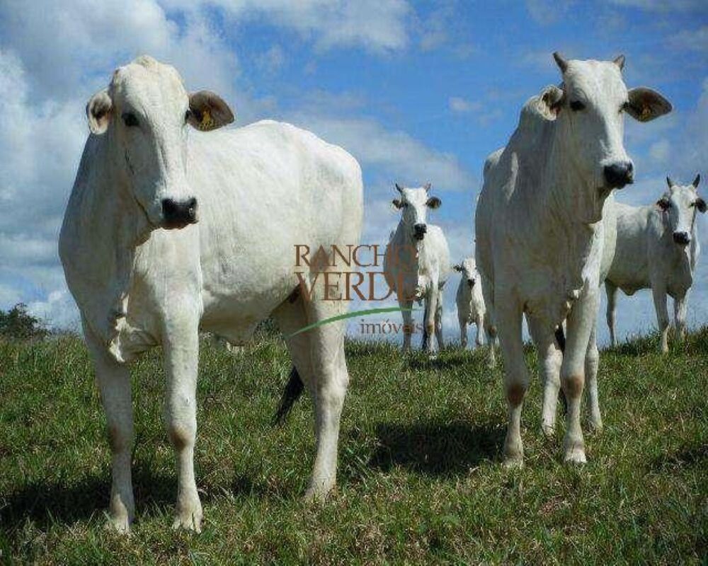 Fazenda, 319 hectares - Foto 1