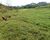 Fazenda, 164 hectares - Foto 5