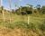 Fazenda, 164 hectares - Foto 3