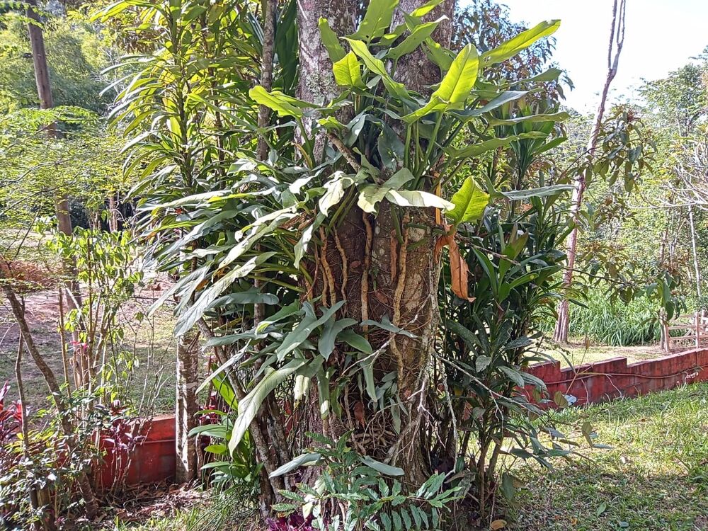 Fazenda, 17 m² - Foto 10