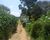 Fazenda, 45 hectares - Foto 4