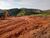 Fazenda, 2500 m² - Foto 4