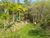 Sítio, 4 hectares - Foto 4