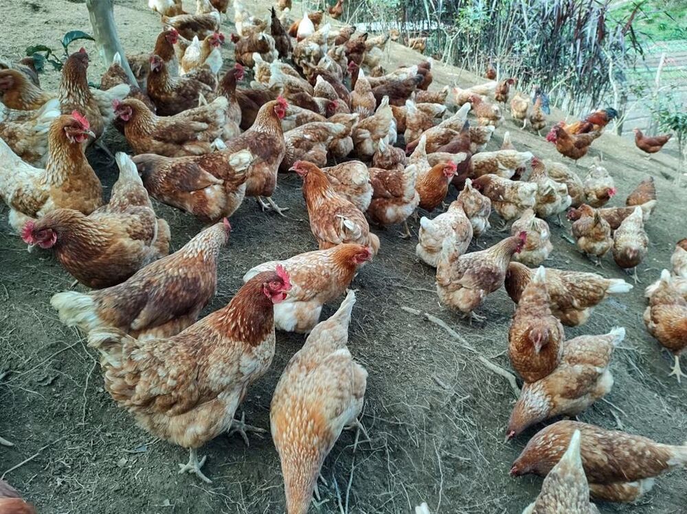 Chácara, 2 quartos, 5000 m² - Foto 3