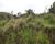 Fazenda, 2 hectares - Foto 3