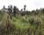 Fazenda, 2 hectares - Foto 2