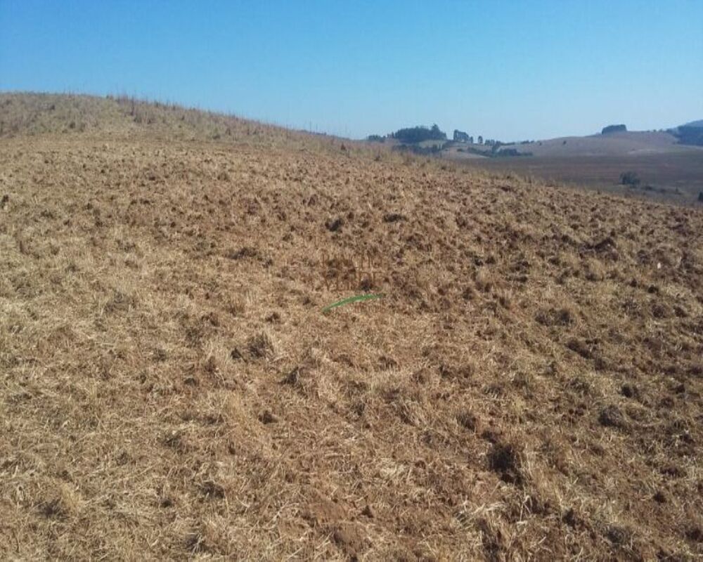 Fazenda, 320 hectares - Foto 7