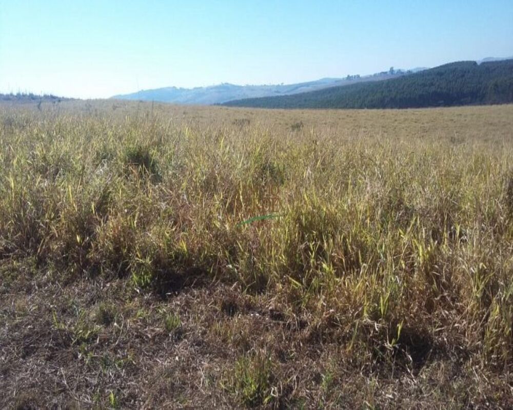 Fazenda, 320 hectares - Foto 1