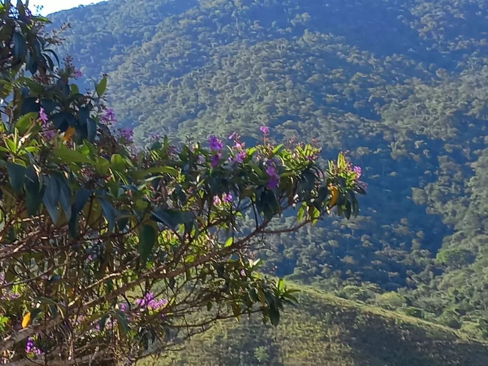 Haras e Área Rural Padrão à venda, 70m² - Foto 1