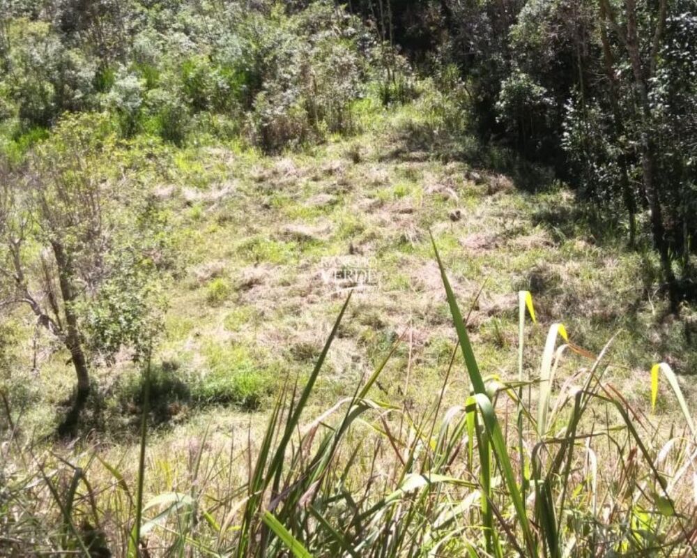 Fazenda, 29 hectares - Foto 6