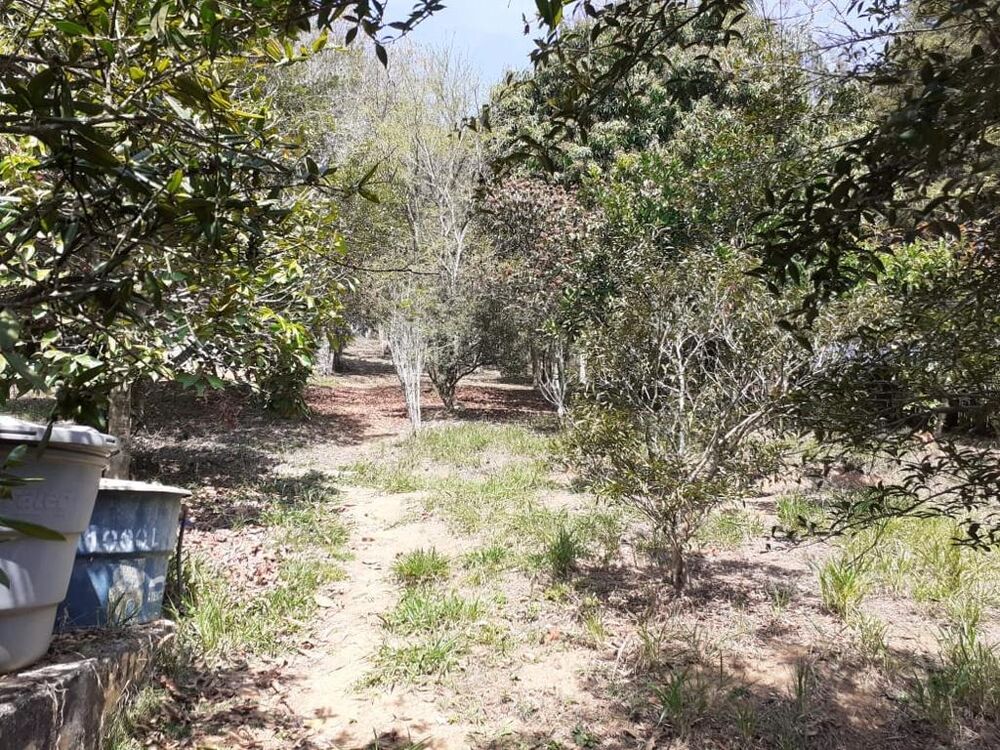 Chácara, 2 quartos, 10000 m² - Foto 3