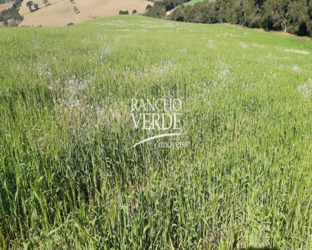 Fazenda, 339 hectares - Foto 11