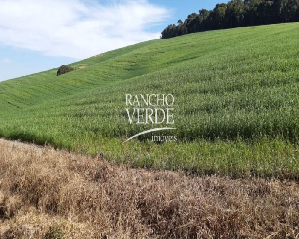 Fazenda, 339 hectares - Foto 10