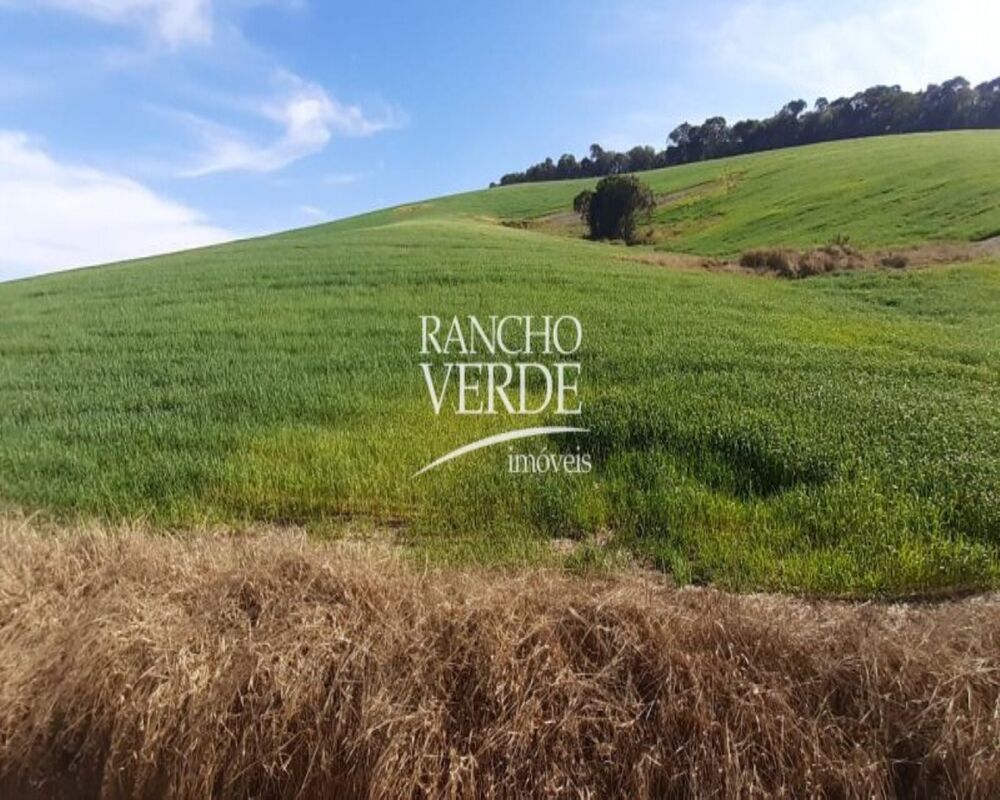 Fazenda, 339 hectares - Foto 19