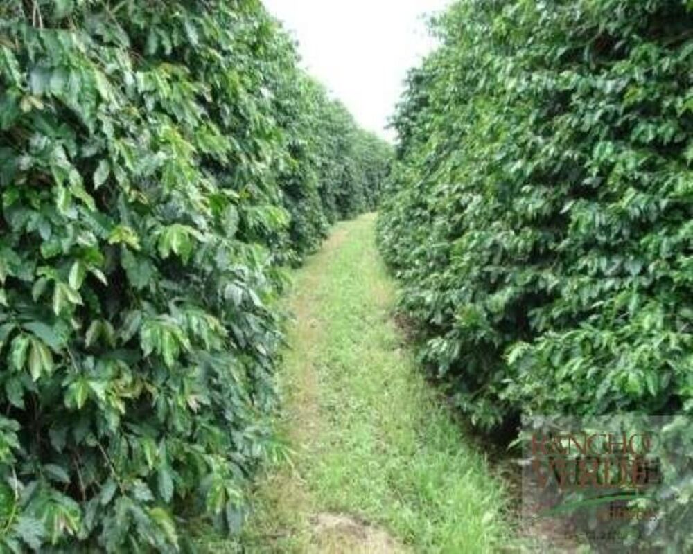 Fazenda, 791 hectares - Foto 7