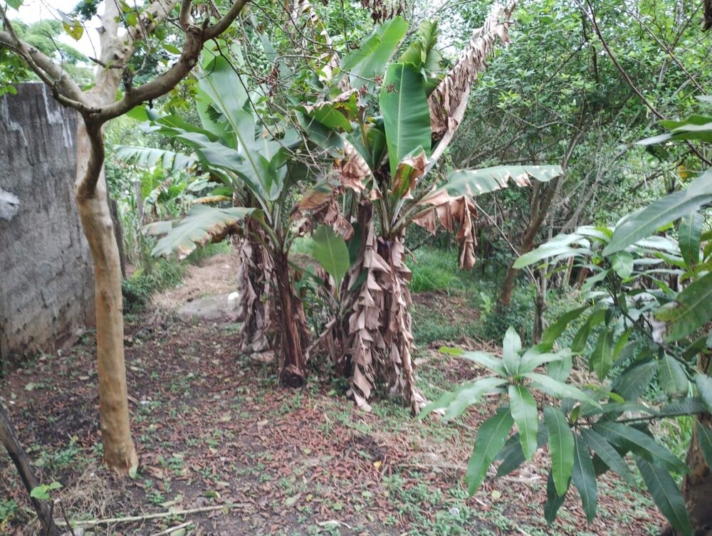 Chácara, 1 quarto, 750 m² - Foto 3