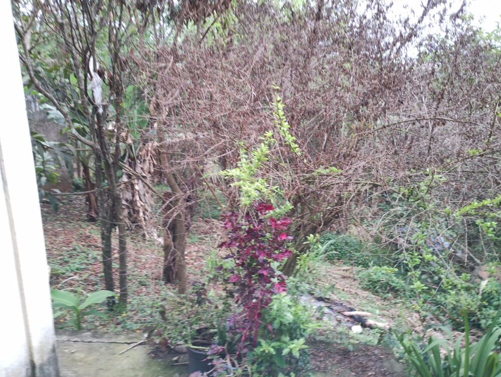 Chácara, 1 quarto, 750 m² - Foto 1