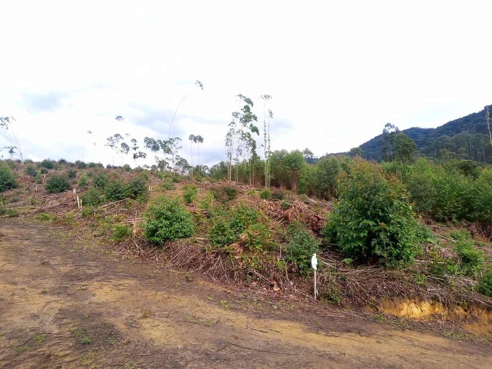 Sítio, 1 quarto, 7 m² - Foto 13