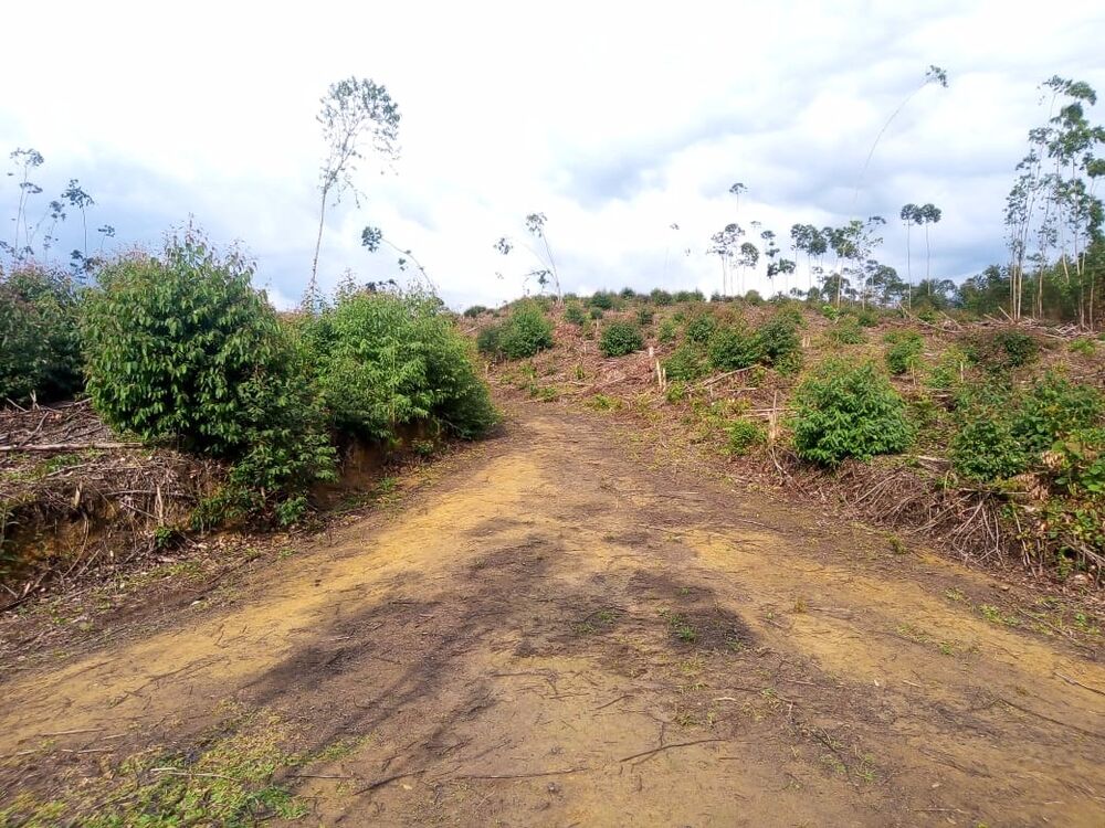 Sítio, 1 quarto, 7 m² - Foto 16