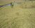Fazenda-Sítio-Chácara, 5 hectares - Foto 4