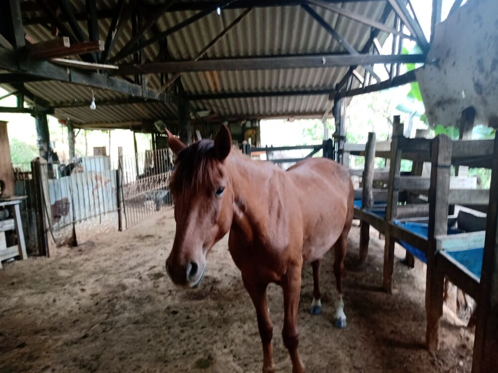 Sítio, 3 quartos, 1 m² - Foto 23