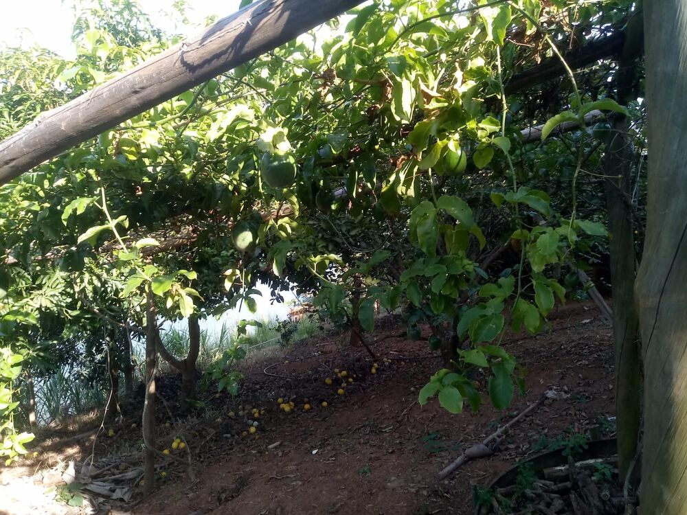 Chácara à venda com 2 quartos, 2500m² - Foto 7