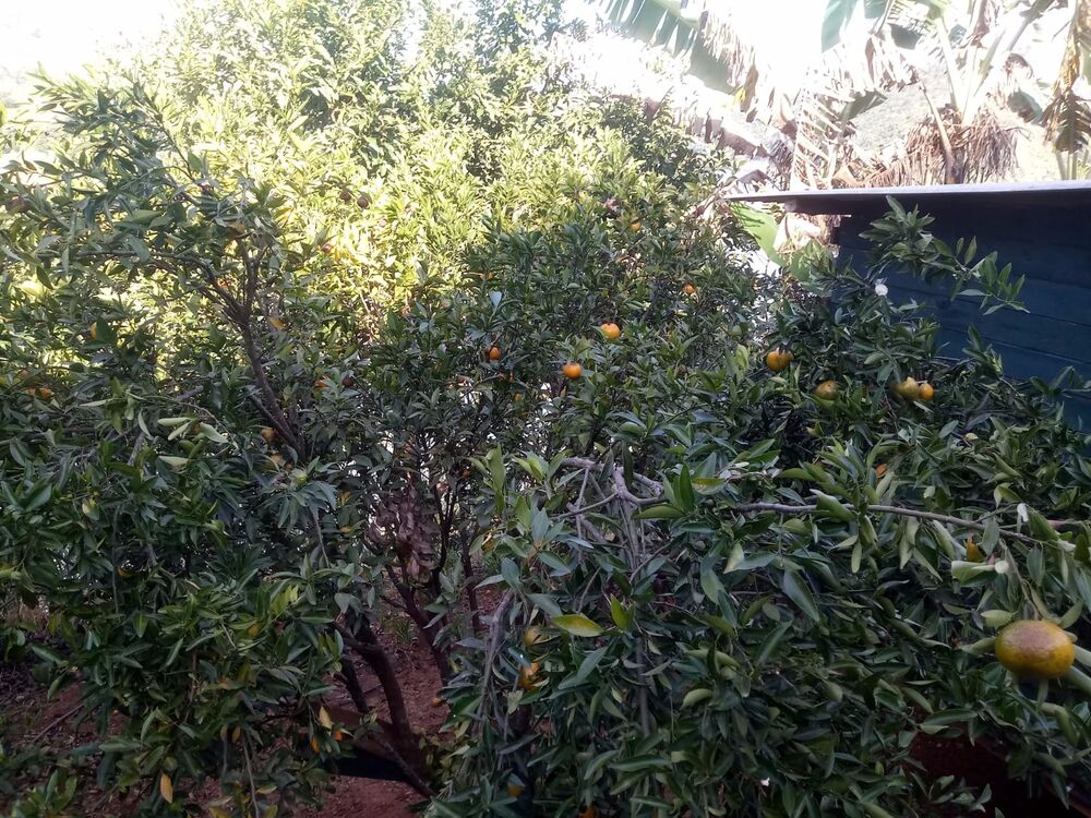Chácara à venda com 2 quartos, 2500m² - Foto 3