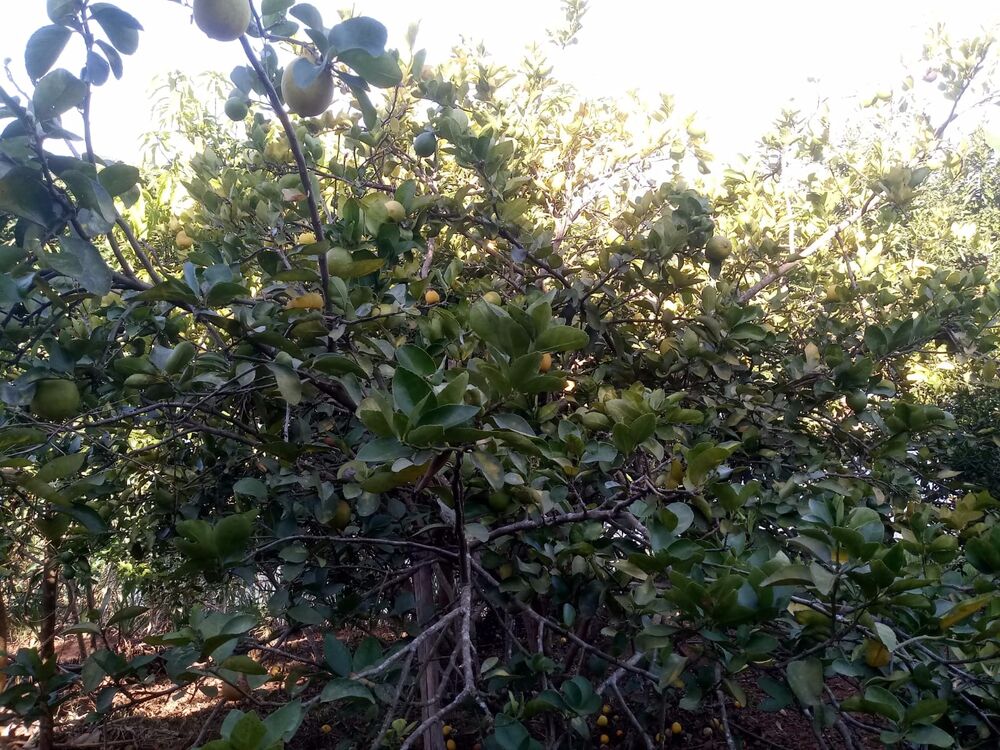 Chácara à venda com 2 quartos, 2500m² - Foto 5