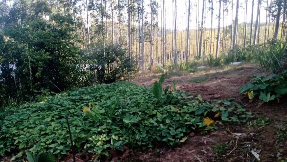 Chácara à venda com 2 quartos, 2500m² - Foto 14