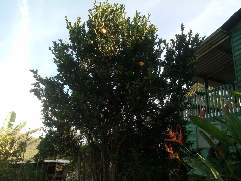 Chácara à venda com 2 quartos, 2500m² - Foto 2