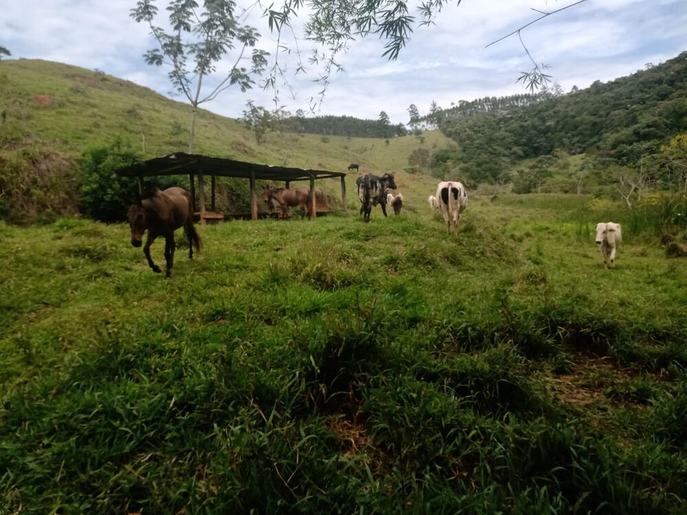 Sítio à venda com 4 quartos, 201m² - Foto 54