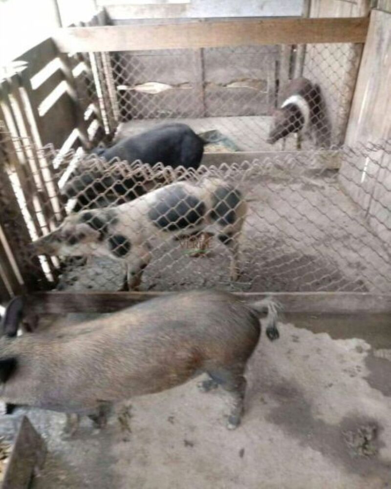 Sítio, 2 hectares - Foto 5