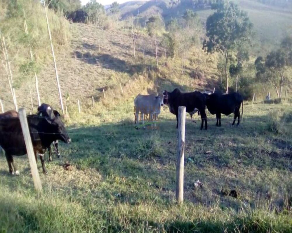 Sítio, 2 hectares - Foto 3