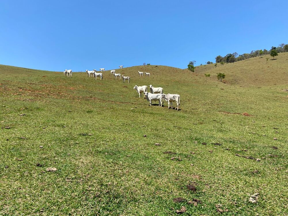 Haras e Área Rural Padrão à venda, 169400m² - Foto 2
