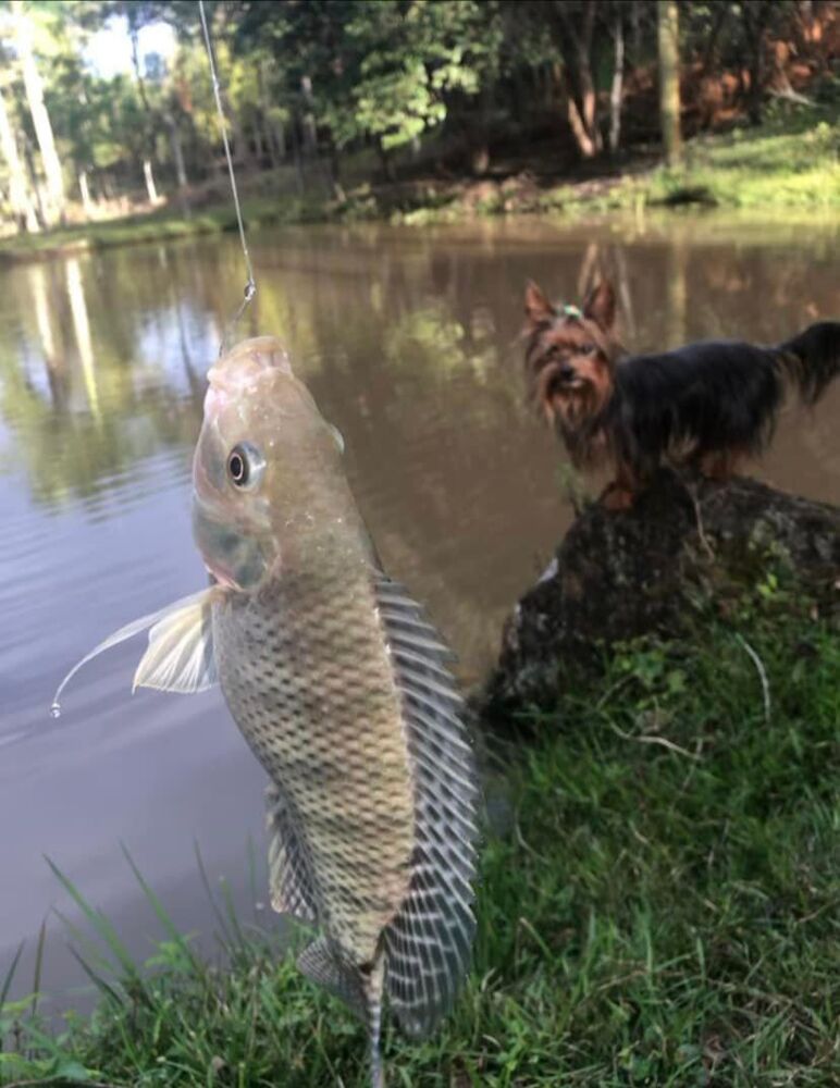 Chácara, 6000 m² - Foto 6