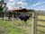 Chácara, 2 quartos, 2 hectares - Foto 2