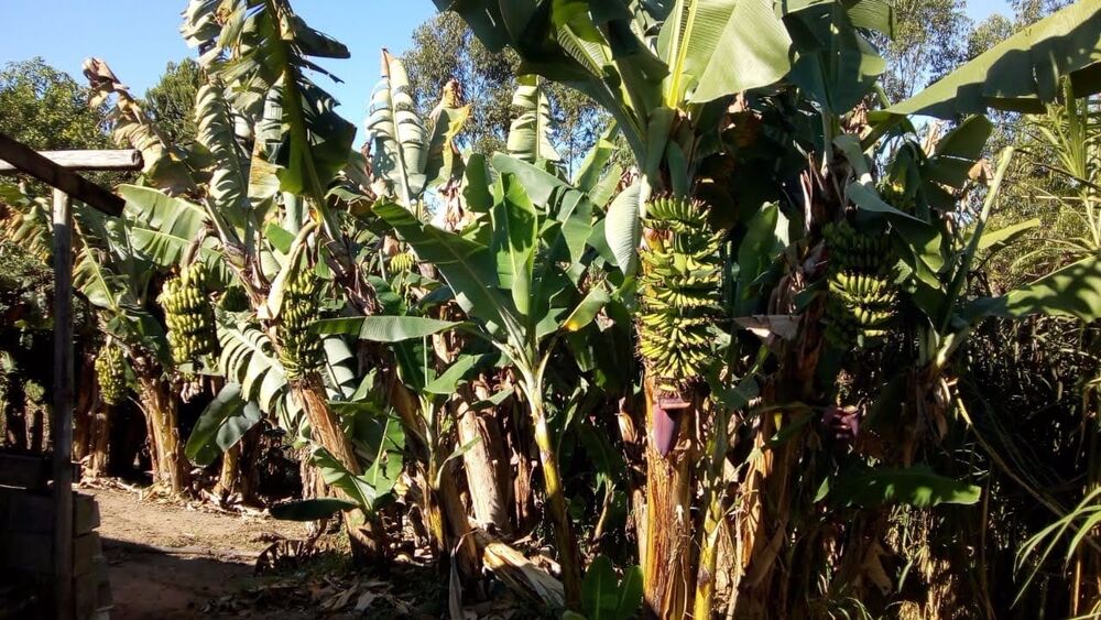 Sítio, 3 hectares - Foto 20